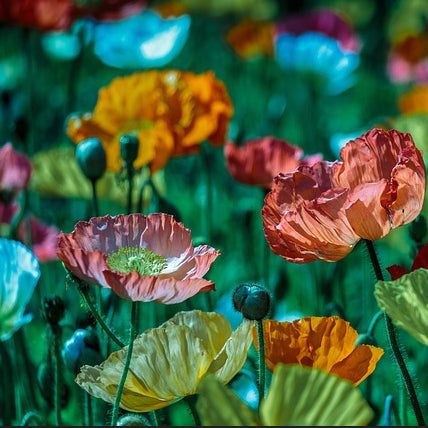 A field of multi-coloured poppies on a blurred backgrouind