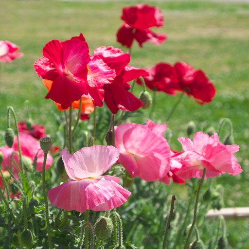 Red and pink poppies growing in a field