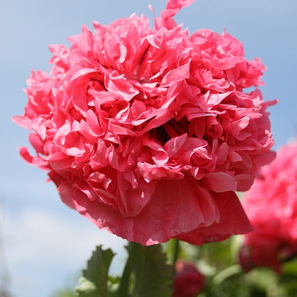 A close-up image of a scarlet red poppy flower with peony-like double flower heads and frilly edges.