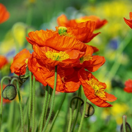 red chief poppy flowers in a field with a blurred background