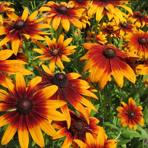 A group of Rudbeckia Autumn Forest flowers with large daisy-like blooms in shades of yellow, orange, and red.