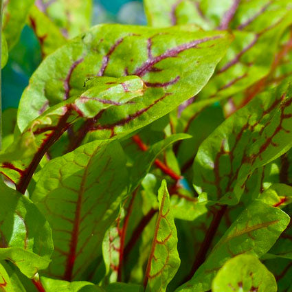 Close-up of red veined sorrel leaves with visible veins and part of the stem.