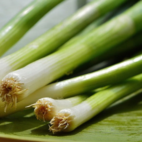 A close-up of fresh white Lisbon spring onions with long green stems and white roots, placed on a green surface.