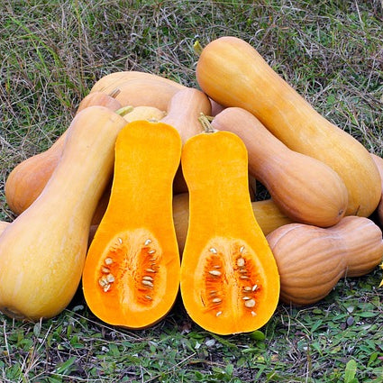 piled butternut squashes on grass with one cut in half showing seeds and pulp