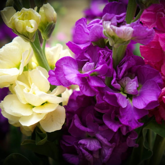 purple, pink and white stocks in close-up