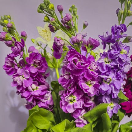 Bouquet of purple and green stocks flowers with a soft grey background