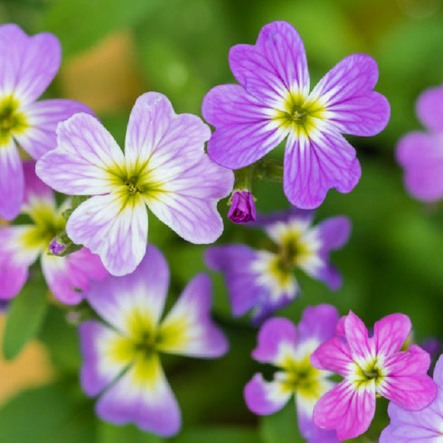 lilac and white flowers with green/yellow centres on a blurred background