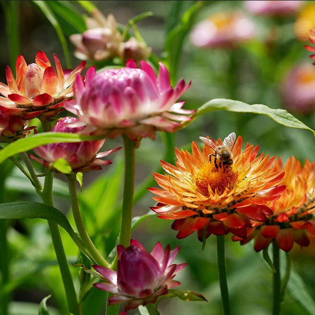 giant mixed-coloured straw flowers on a  blurred background