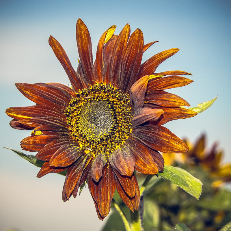 chocolate sunflower head on a blurred background