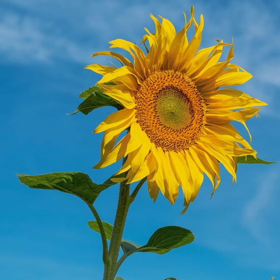 close-up of giant yellow sunflower on a blue-sky background