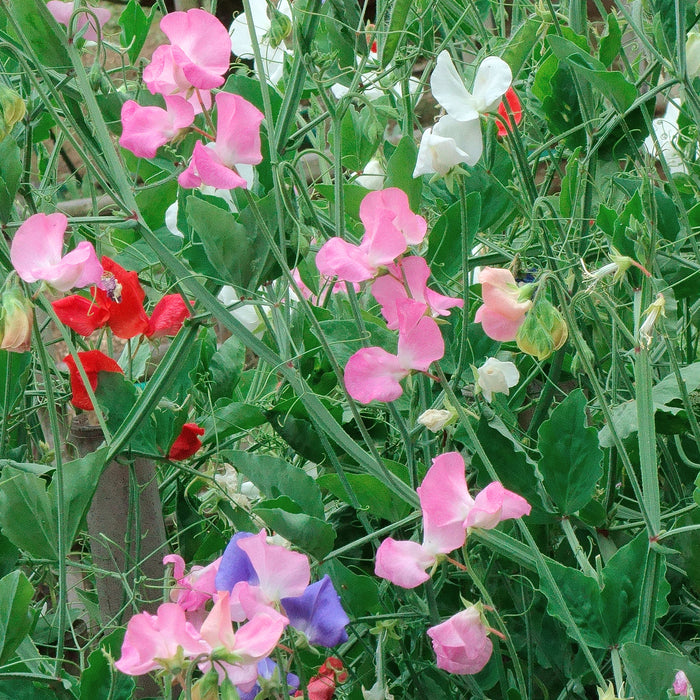 An image displaying a garden with Sweet Pea Knee Hi flowers in various colors including pink, red, white, and purple, growing in the ground.