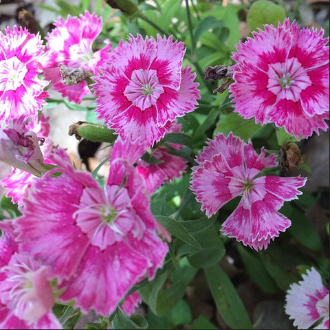 sweet william flowers