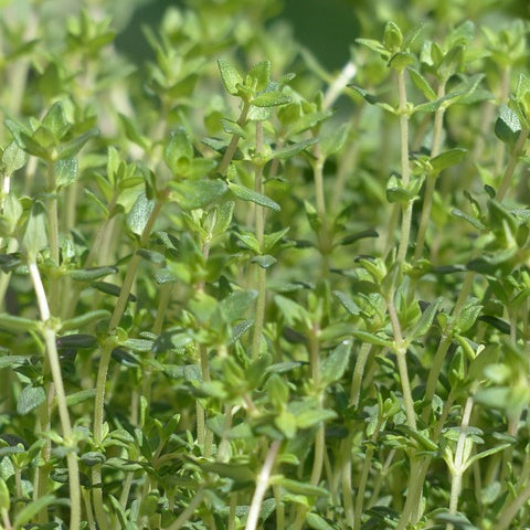 Close-up image of thyme plants with tiny leaves and small flowers.