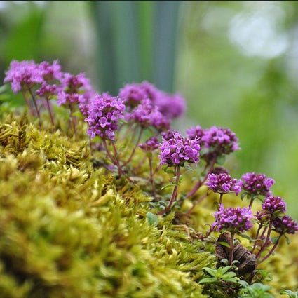 purple creeping thyme flower stalks on a blurred background