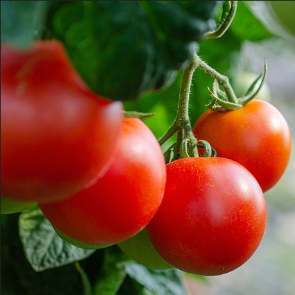 Ripe red moneymaker tomatoes on the vine.