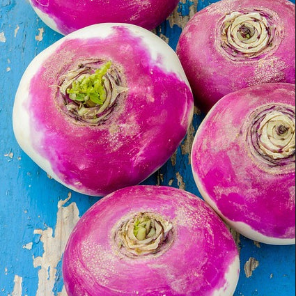 A group of purple topped, white rooted Milan turnips on a wooden surface.