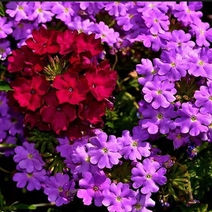 Close-up of deep red and purple verbena flowers