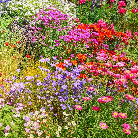 A colorful display of various wildflowers filling the frame, showcasing a range of colors including pink, purple, red, and yellow.