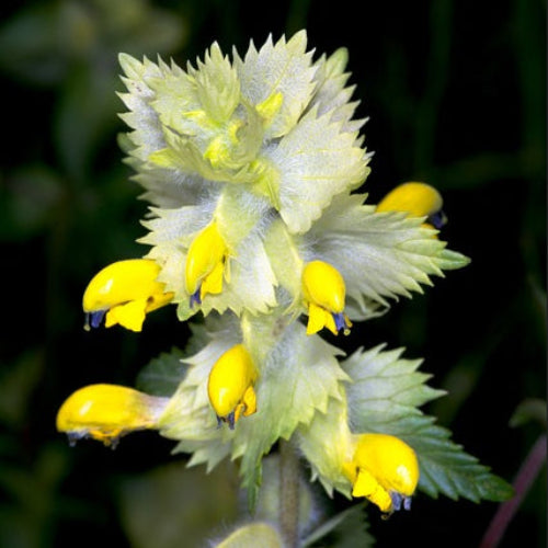 Yellow Rattle Wildflower on a dark, blurred foliage background