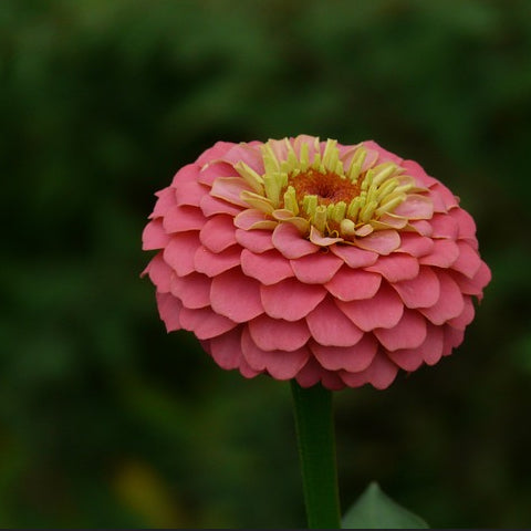 A single pink Zinnia Dahlia with yellow stamens on a blurred foliage background