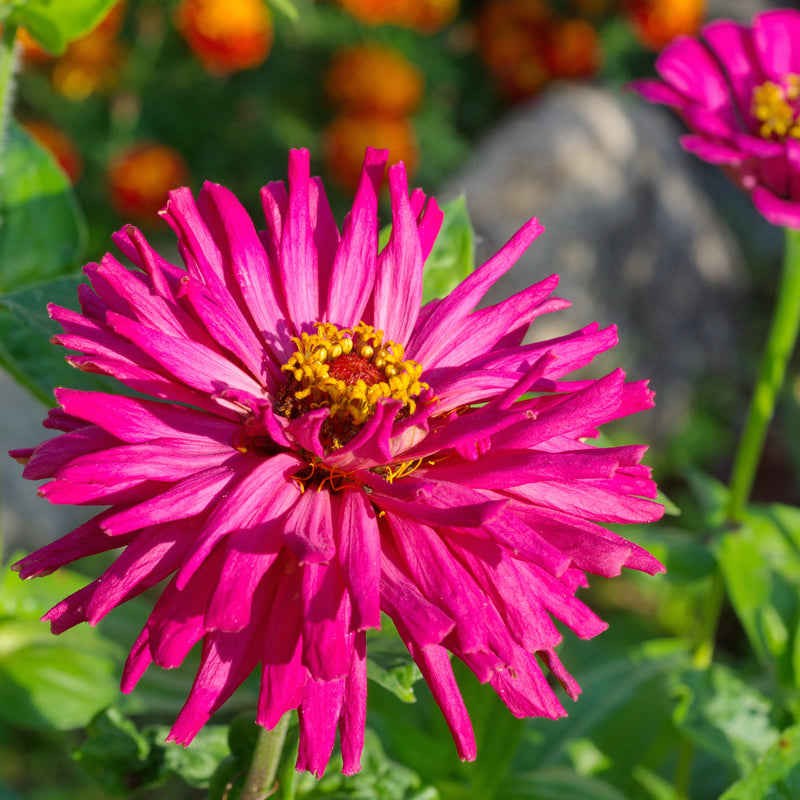 A deep pink Zinnia Giant Cactus flower on a blurred foliage background