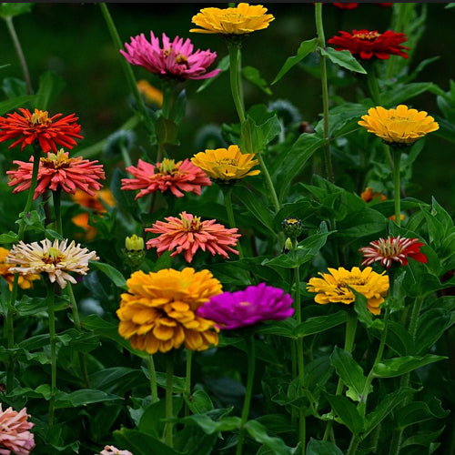 A group of multi coloured Zinnia Thumberlina flowers on green foliage