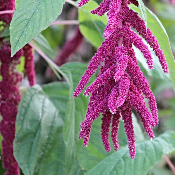 Cascading love lies bleeding flowers