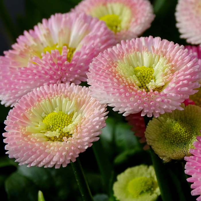 pink and yellow Bellis Perennis flowers with a blurred background