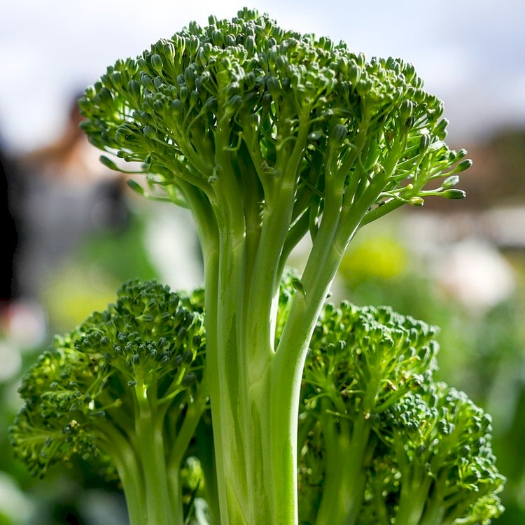 Green spears of Broccoli Broccoletto with a blurred background