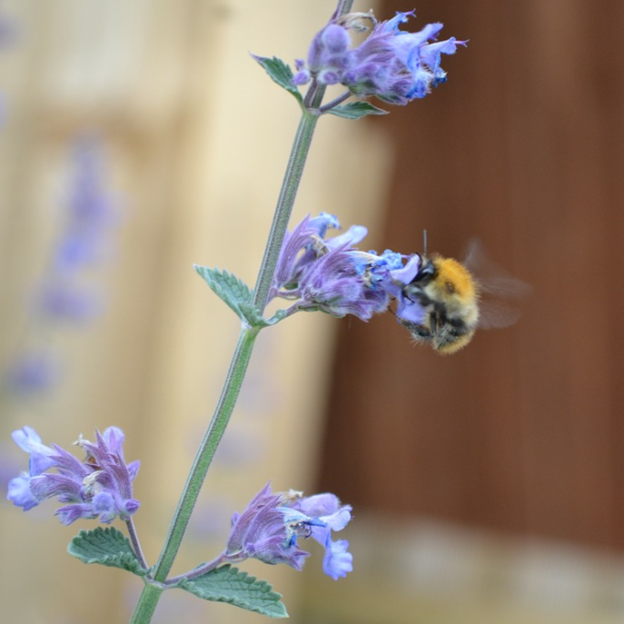 blue catmint plant stem with a large bee on a flower. Image background blurred