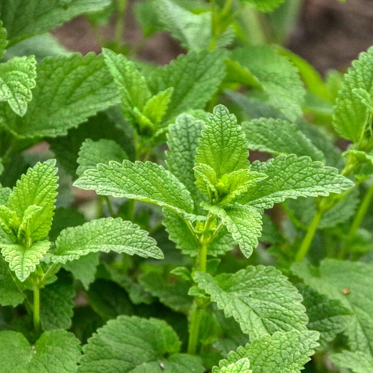 A close-up image of lemon balm plants with small, oval, yellowish-green leaves.