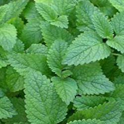 a close-up image of fresh lemon balm leaves with serrated edges