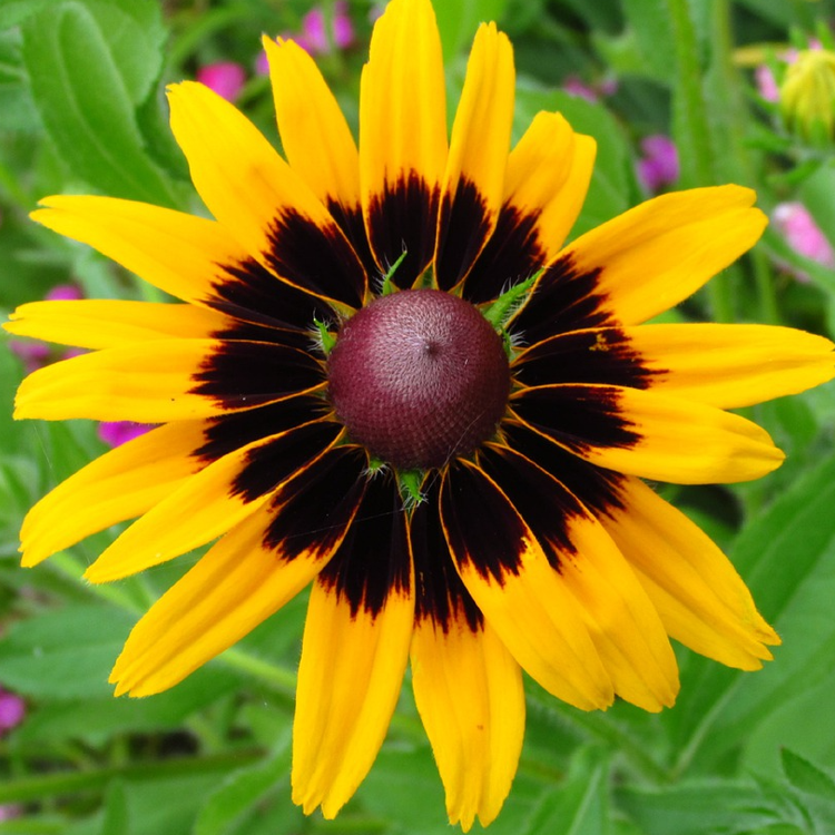 A close-up image of a Rudbeckia Kelvedon Star flower with bright yellow petals and a dark brown center.