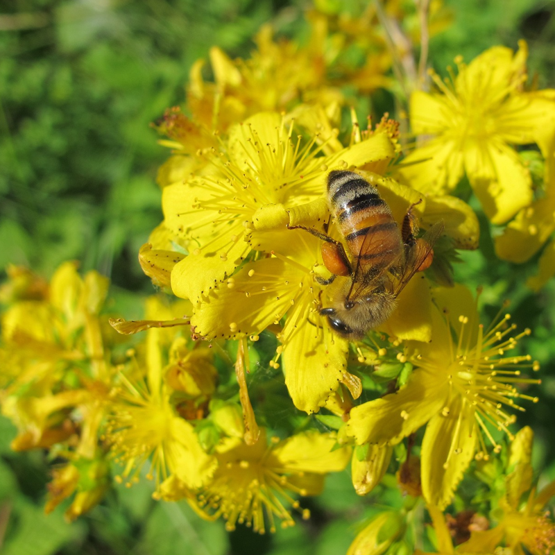 A close-up image of bright yellow St John's Wort flowers with a bee pollinating.