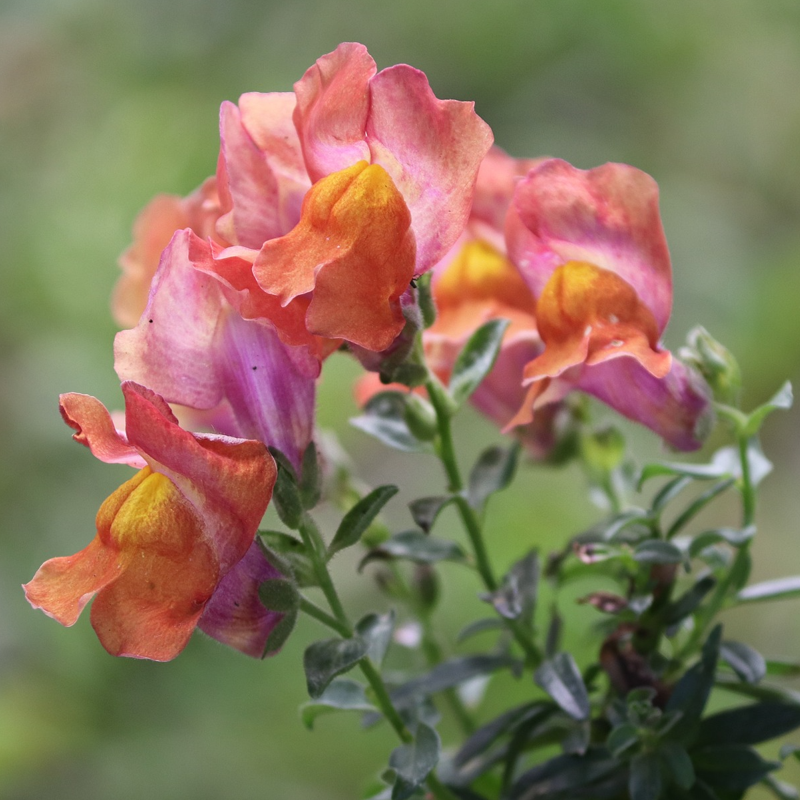 antirrhinum tom thumb blooms in close-up