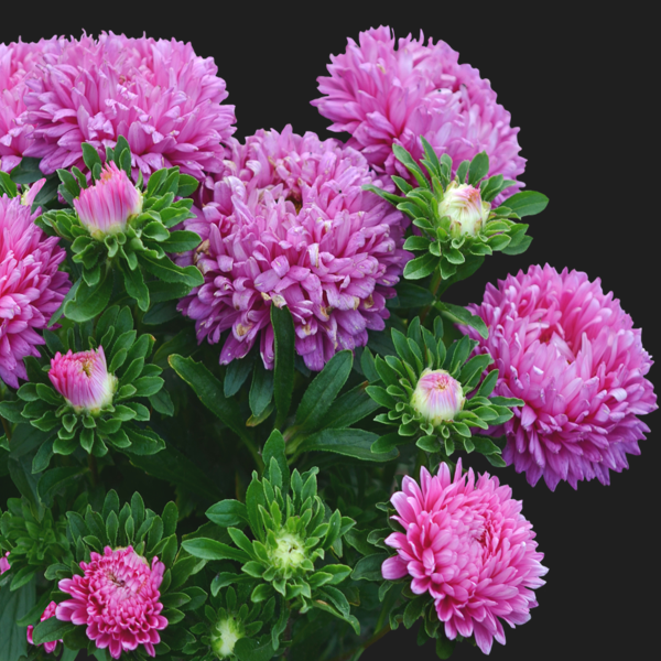 large pink aster blooms on black background