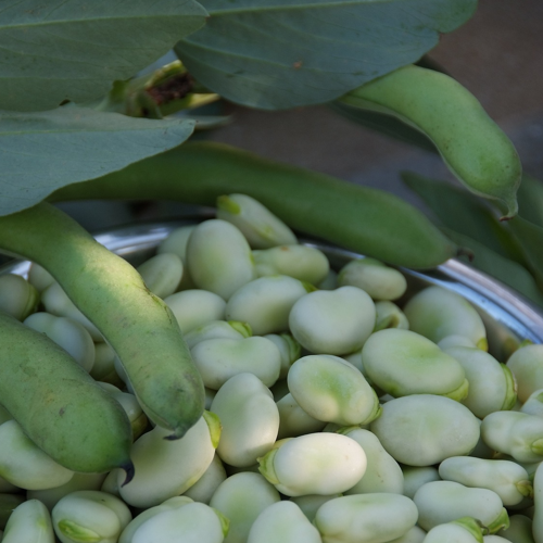 harvested broad beans in a dish