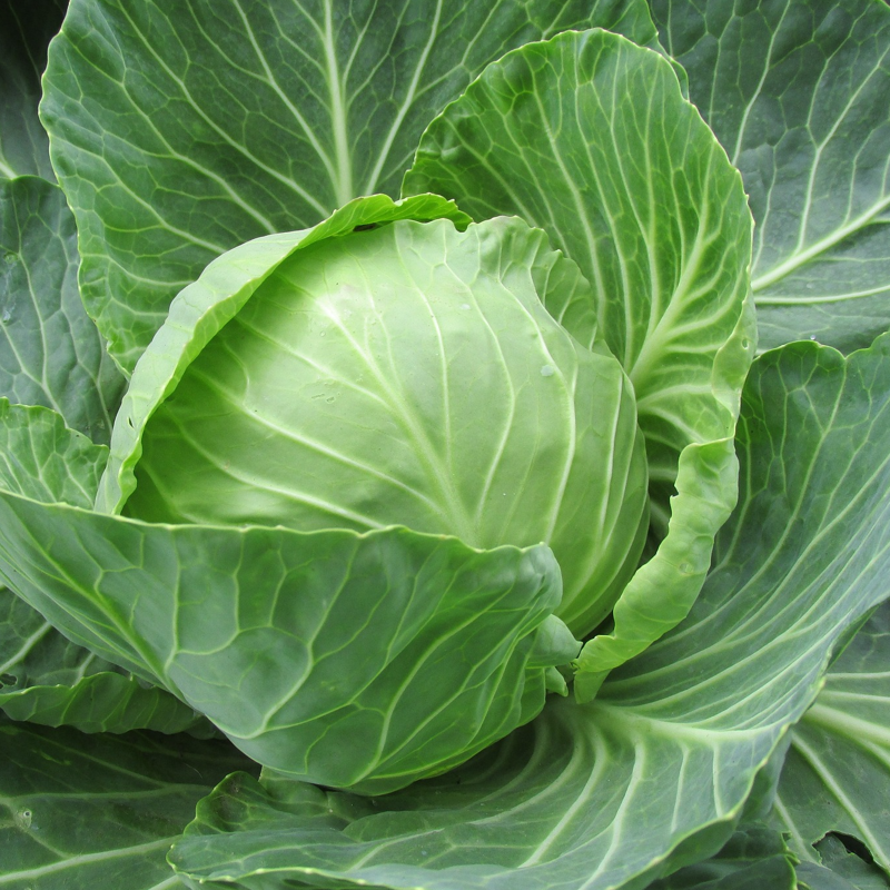 A healthy green cabbage head, with outer leaves tightly wrapped around the inner cabbage.