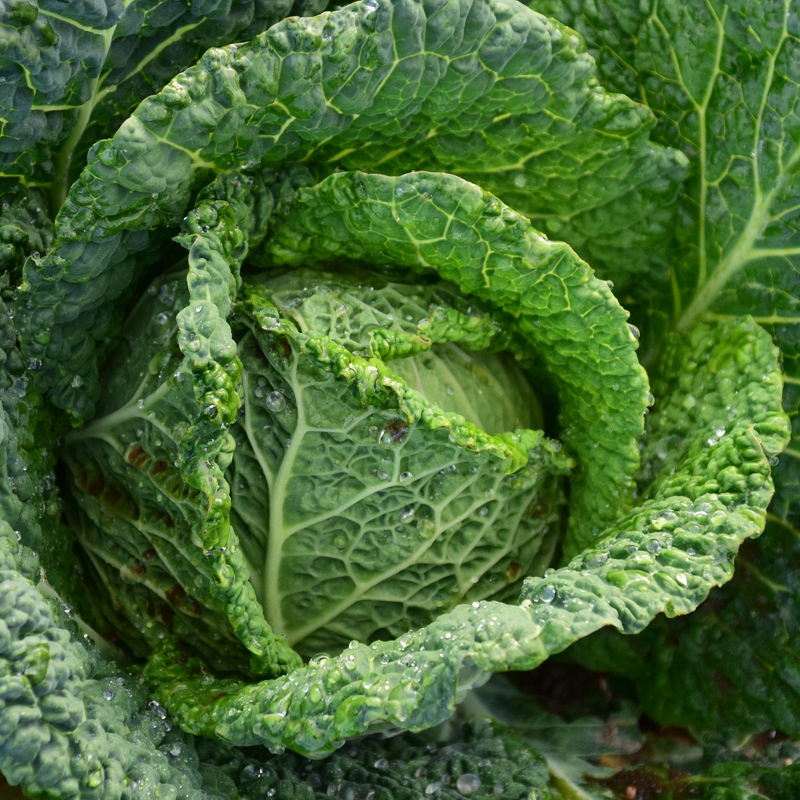 A close-up image of a Savoy cabbage with deeply crumpled dark green leaves.