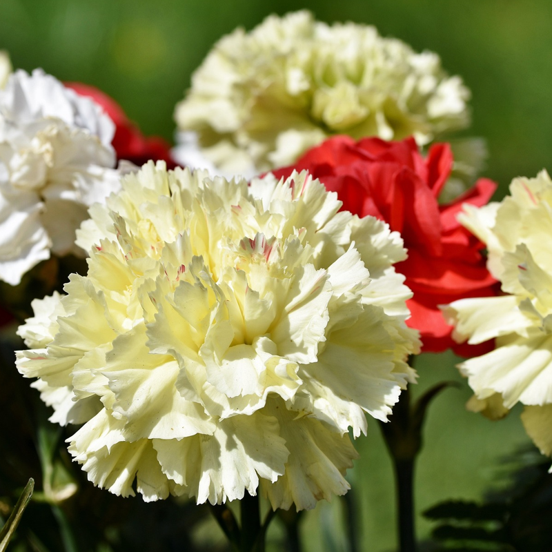 An image showing a group of carnation flowers with double frilled petals in white, yellow, and red colors.