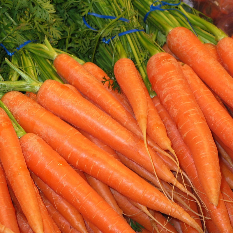 A lovely harvest of carrots early nantes with green tops