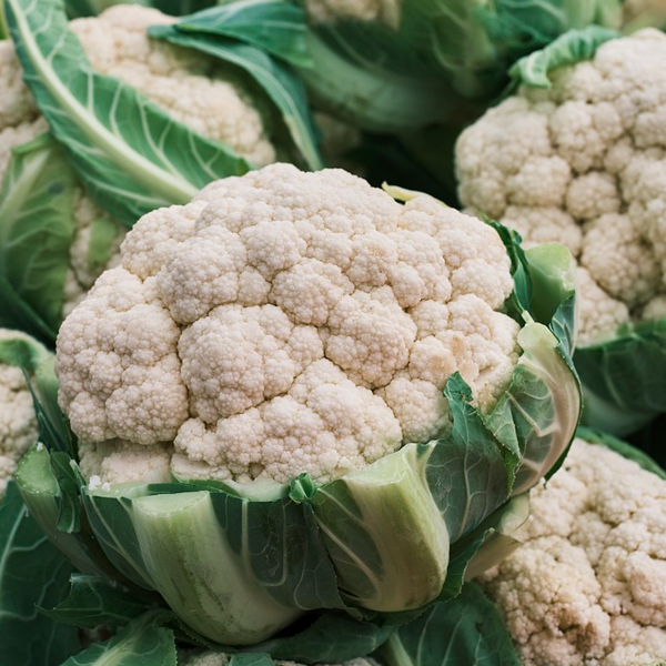 A fresh head of Snowcrown cauliflower with green leaves visible.