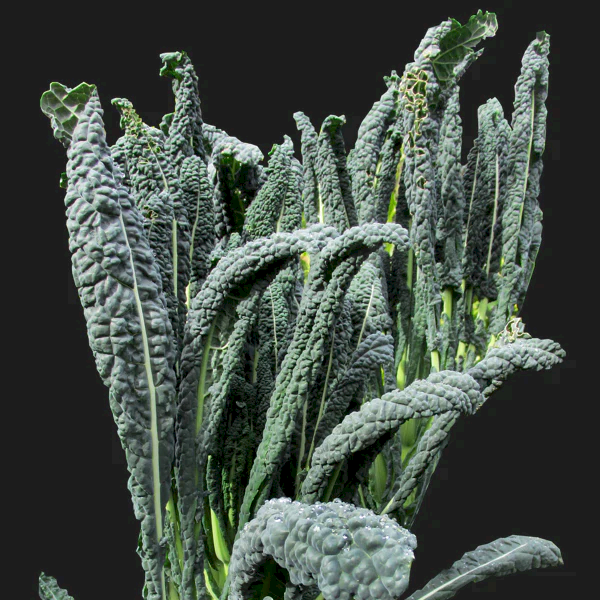 Cavolo Nero Tuscan Kale leaves on a black background