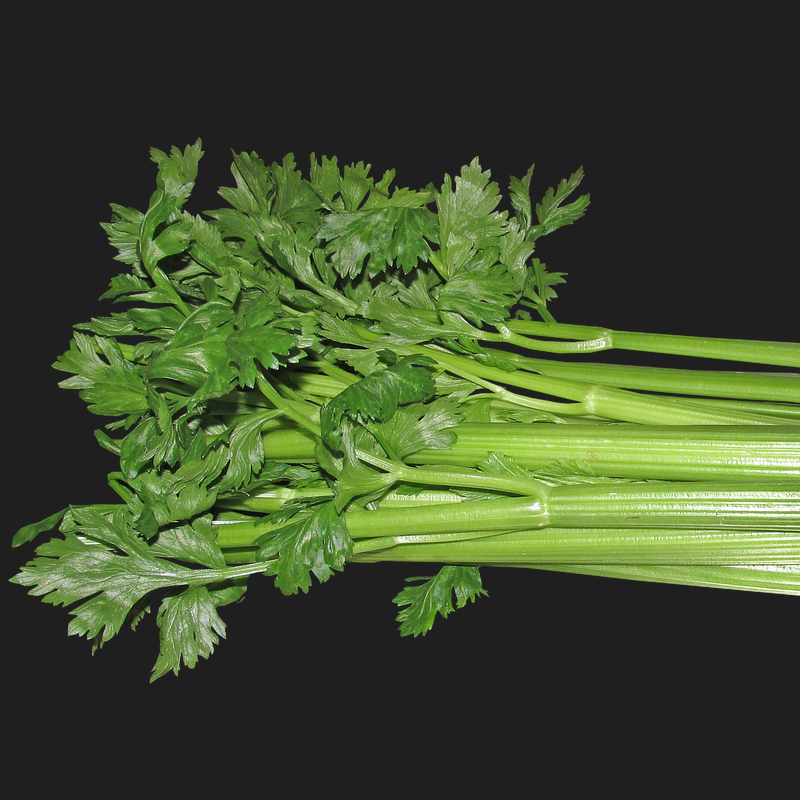 A bunch of fresh green celery stalks with leaves on a black background.