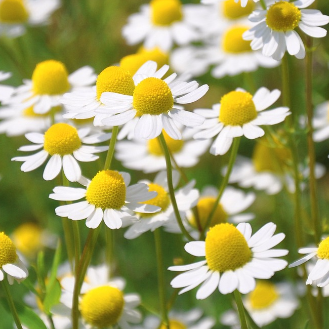several white chamomile flowers with yellow centres on a blurred background
