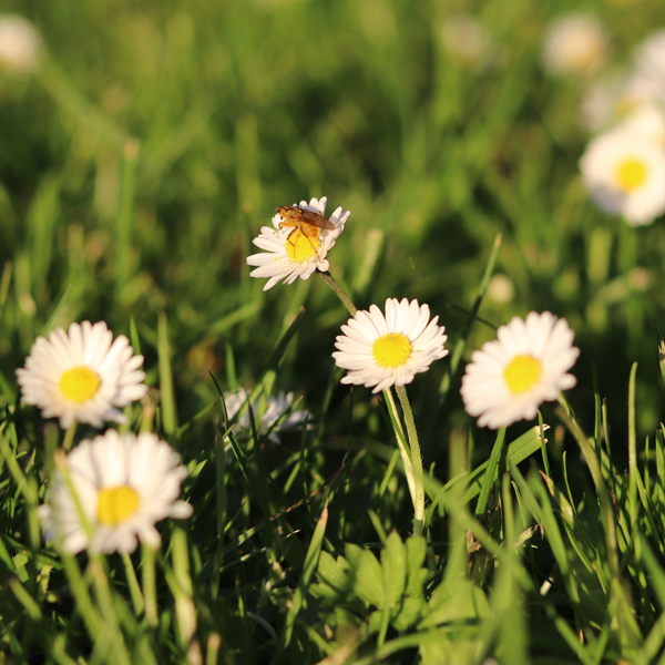 Lawn chamomile online