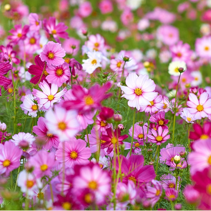 cosmos seeds