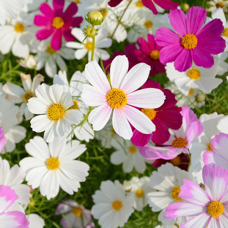 cosmos sensation seeds