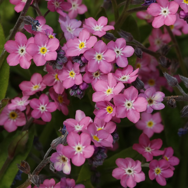 A close-up image of pink forget-me-not flowers with visible yellow centers.