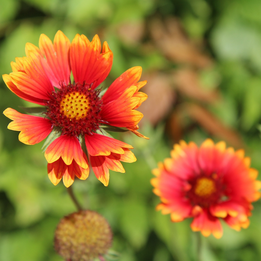 Close-up of two Gaillardia Aristata Grandiflora flowers with orange petals and a yellow center, growing in a garden.